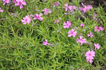 purple flowers in garden