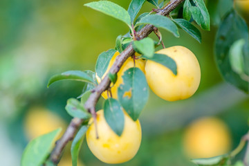Yellow plum, ripe fruit hidden green leaves