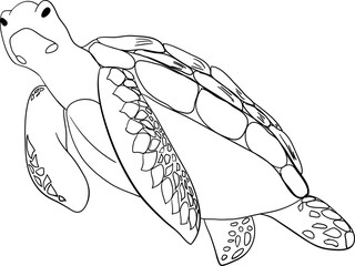 Contour sea turtle isolated background