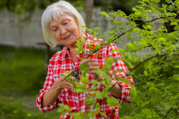 Caring grey-haired woman loving nature cutting branches