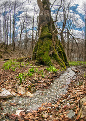 Fototapeta premium Stream in the forest in early spring.