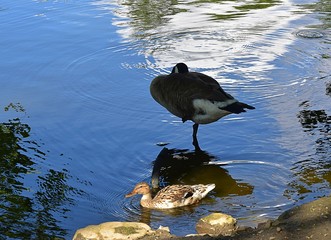 Gesi Kanadyjskie odpoczywajace w Prku nad stawem © Iwona