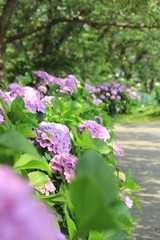 松崎町　那珂川沿いの紫陽花の小径