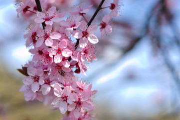 Obraz premium Close up of spring flowers on blurred background