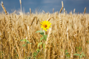 Obraz premium Small Lone bright Yellow Flower of a Sunflower in a Field of Golden Wheat against the blue sky, blurred background
