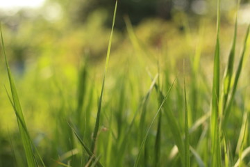 green blades of grass at sunrise