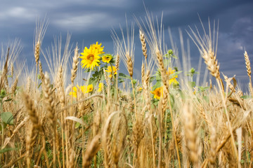 Obraz premium Bright yellow flowers of sunflowers in a field of golden wheat on blue sky background. Beautiful Summer Picture