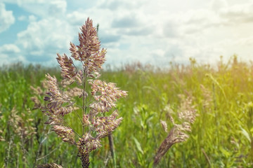 The grass shoots look pretty close. The bright sun in the field in the summer