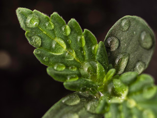wet leaves. Marijuana medicinal plant in the first phase of growth. CBD genetics.