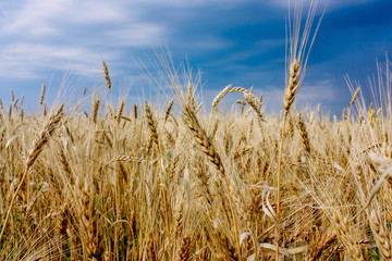 ears of golden wheat in the field on blue sky background. Close up