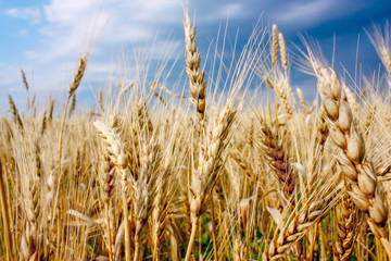 ears of golden wheat in the field on blue sky background. Close up