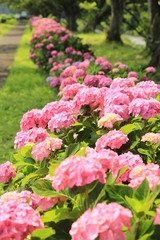 松崎町　那珂川沿いの紫陽花の小径