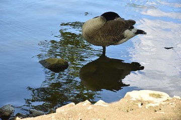 Gesi Kanadyjskie odpoczywajace w Prku nad stawem © Iwona