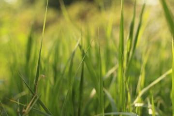 green blades of grass at sunrise