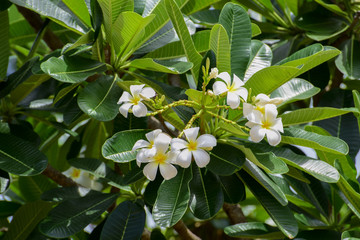 Fototapeta premium Plumeria is a genus of flowering plants in the dogbane family, Apocynaceae. Most species are deciduous shrubs or small trees. Grown as cosmopolitan ornamentals in warm regions.