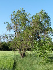 Fototapeta premium Arbre