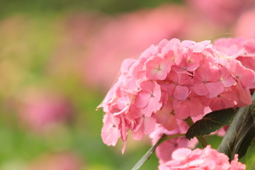 松崎町　那珂川沿いの紫陽花の小径