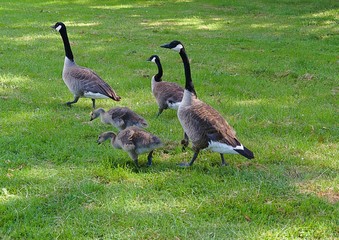 Gesi Kanadyjskie w Parku na zielonej trawie