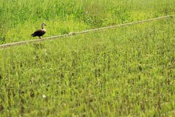 田んぼに佇むカモさん