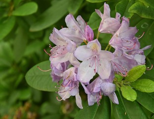 Różanecznik , Rhododendron  pieknie kwitnacy w parku i w ogrodzie
