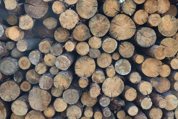 Tree trunks stacked for removal. Backgrounds and Textures