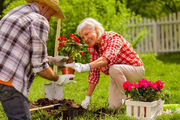 Fototapeta premium Retired husband and wife wearing white gloves planting flowers