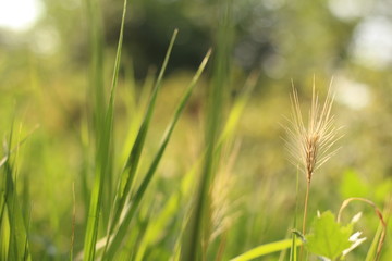green blades of grass at sunrise