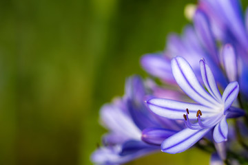 Agapanthus