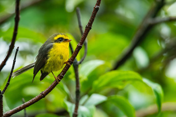 Cute and beautiful Yellow-bellied Fairy-fantail perching on a perch