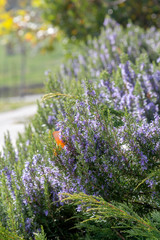 Obraz premium Rosemary bush (Rosmarinus officinalis) close-up