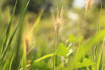 green blades of grass at sunrise