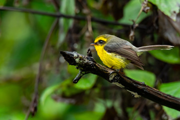 Cute and beautiful Yellow-bellied Fairy-fantail perching on a perch