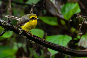 Cute and beautiful Yellow-bellied Fairy-fantail perching on a perch
