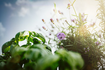 close-up of lavender, basil and rosemary plants on patio or balcony against blue summer sky