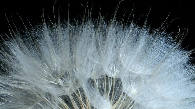 Rotating seedhead flower, a top of flower on black background. Extreme close up, Rotation 360 degrees