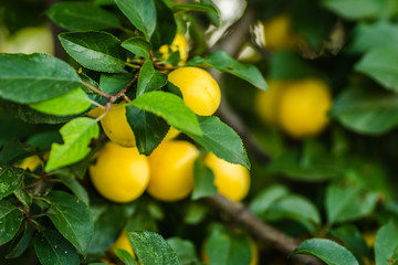 Yellow plum, ripe fruit hidden green leaves