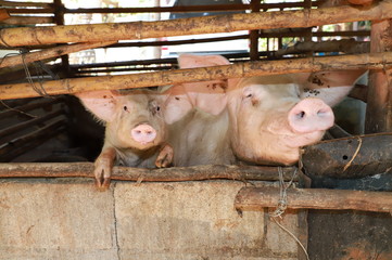 Close up of a pig is growing in a Thai organic farm, Raising pork in organic farm