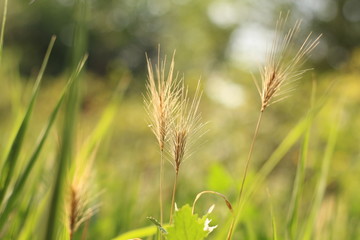 green blades of grass at sunrise