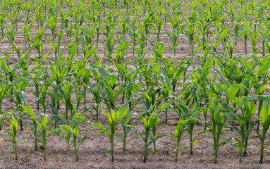 Rows of young corn plants growing in a field in Tuscany, Italy