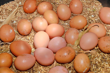 Fresh chicken eggs in organic farm natural. Organic food