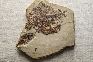 Fossils of ancient fish © eleonimages
