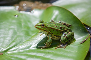 Teichfrosch, Pelophylax esculentus