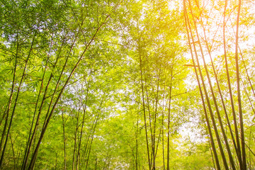 Fototapeta na wymiar Fresh bamboo forest, green natural background
