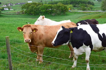 Naklejka na ściany i meble Cows grazing on green pasture. Livestock in Norway.