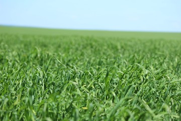 field of green grass and blue sky