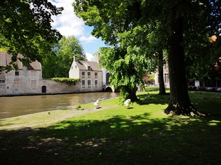 Fototapeta na wymiar Swans and ducks in a green and sunny park with its canal in the background in Bruges