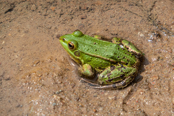 Teichfrosch, Pelophylax esculentus