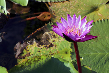 Purple lotus in the pool