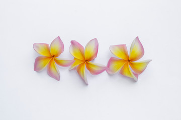 Colorful Plumeria flower isolate on white background, spa decoration, flower background