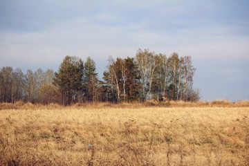 trees in field